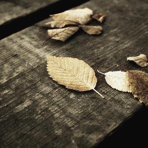 郎玉专辑《玉》
